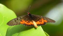 صورة <i>Acraea <i>egina</i></i> egina