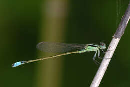 Image of Rambur's Forktail