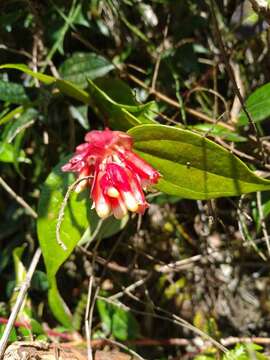 Imagem de Cavendishia bracteata (Ruiz & Pav. ex A. St. Hilaire) Hørold