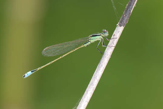 Image of Rambur's Forktail