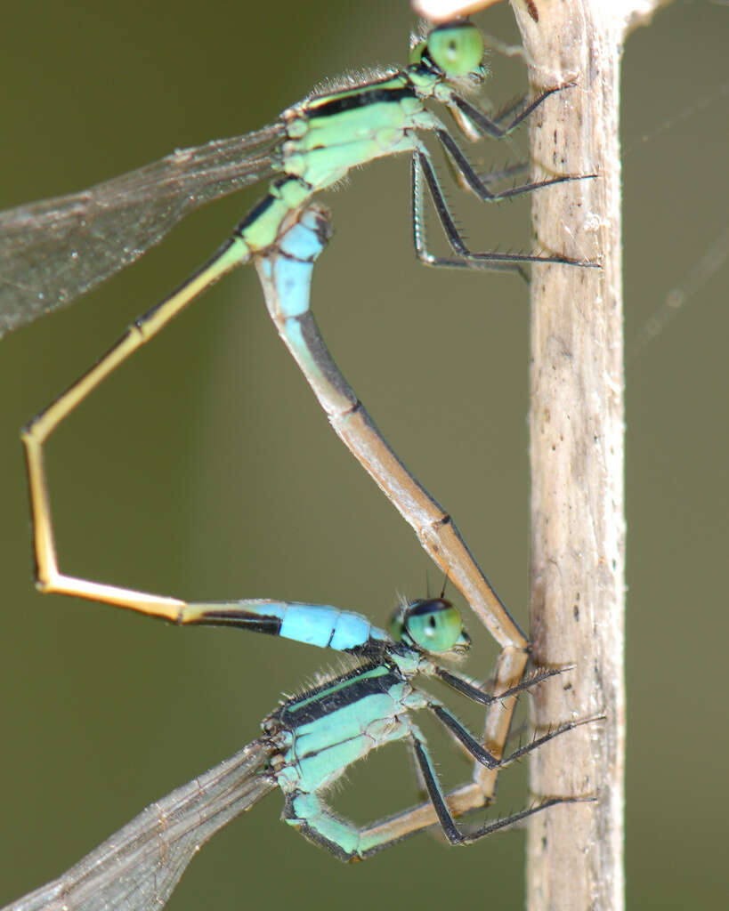 Image of Rambur's Forktail