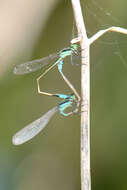 Image of Rambur's Forktail