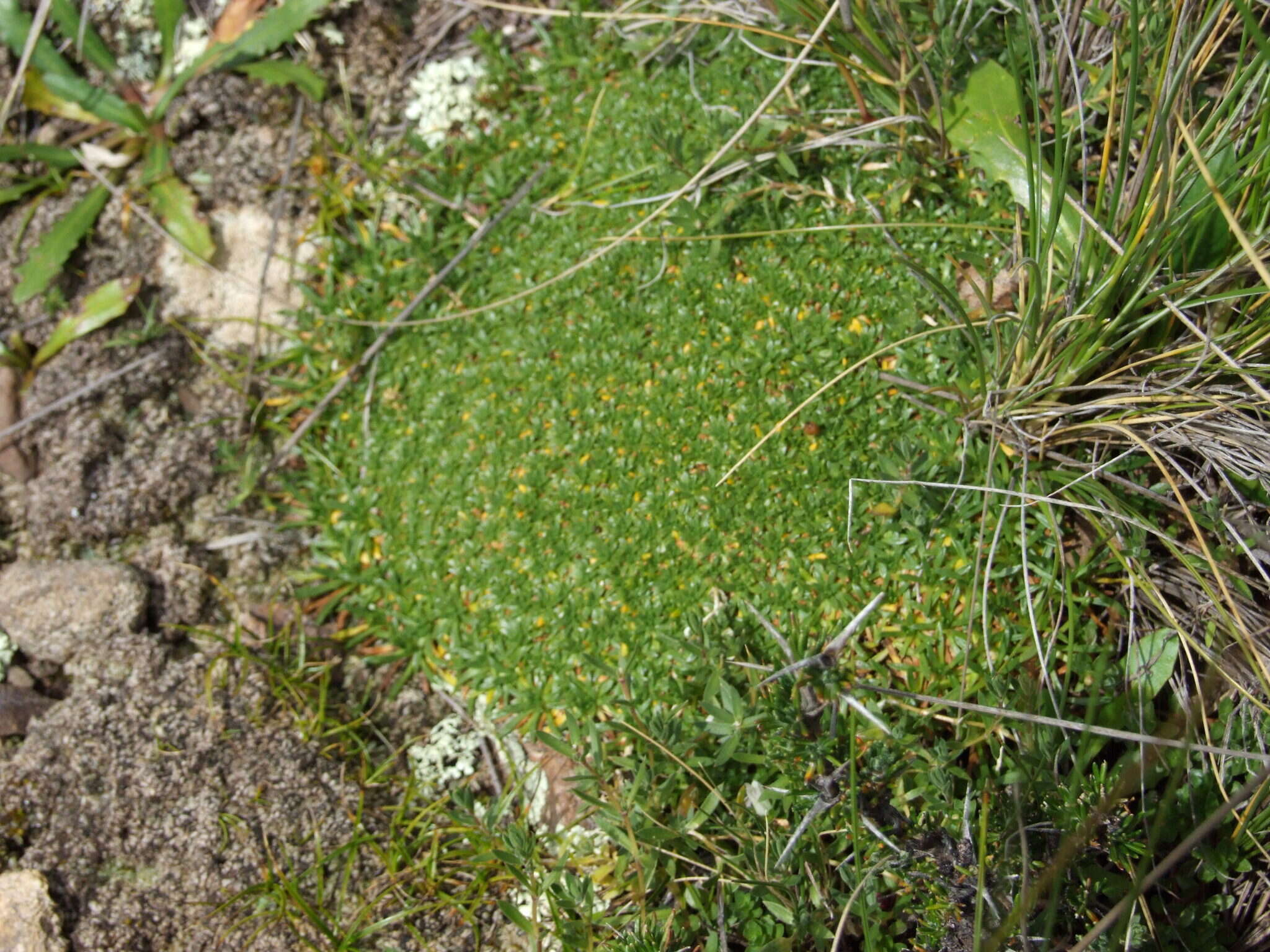 Image of Azorella diapensioides A. Gray