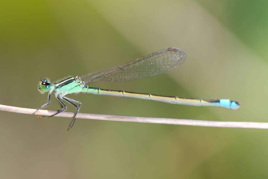 Image of Rambur's Forktail