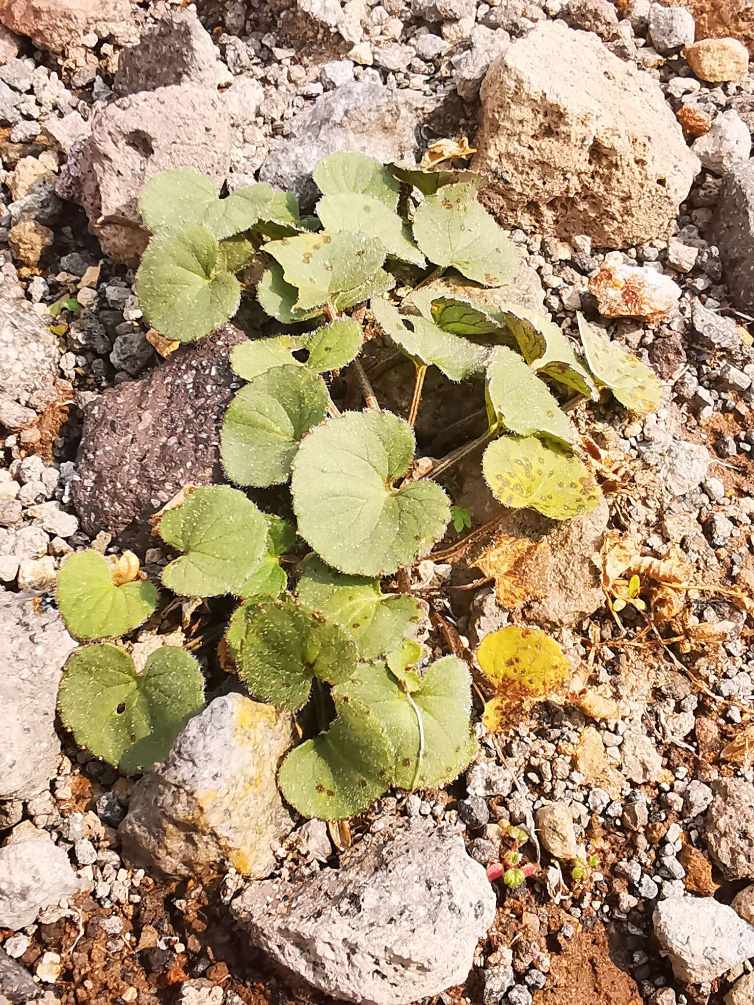 Image of Viola crassa (Makino) Makino