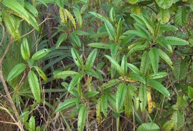 صورة Miconia bicolor (Mill.) Triana