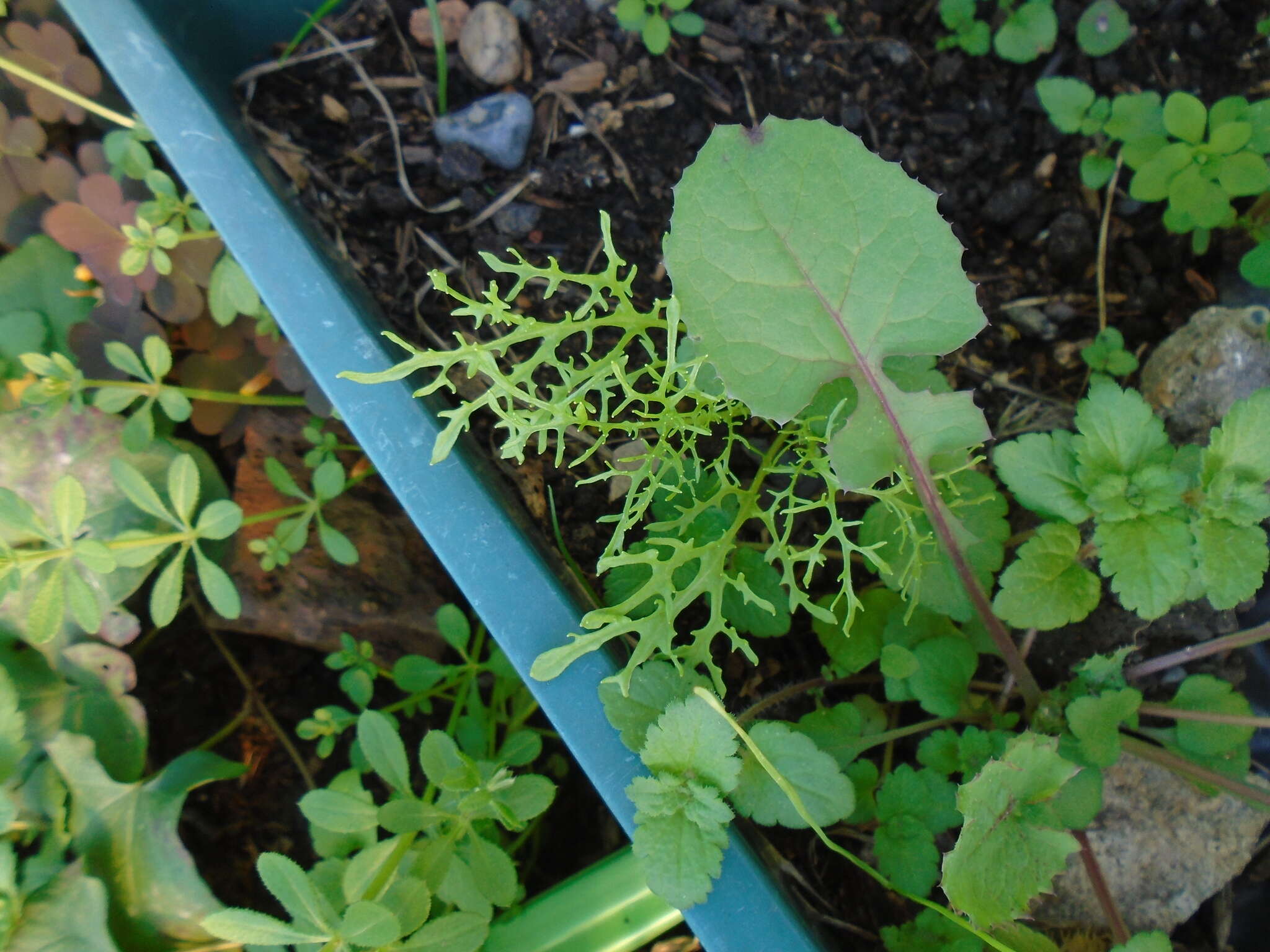 صورة Brassica rapa subsp. nipposinica (L. H. Bailey) Hanelt