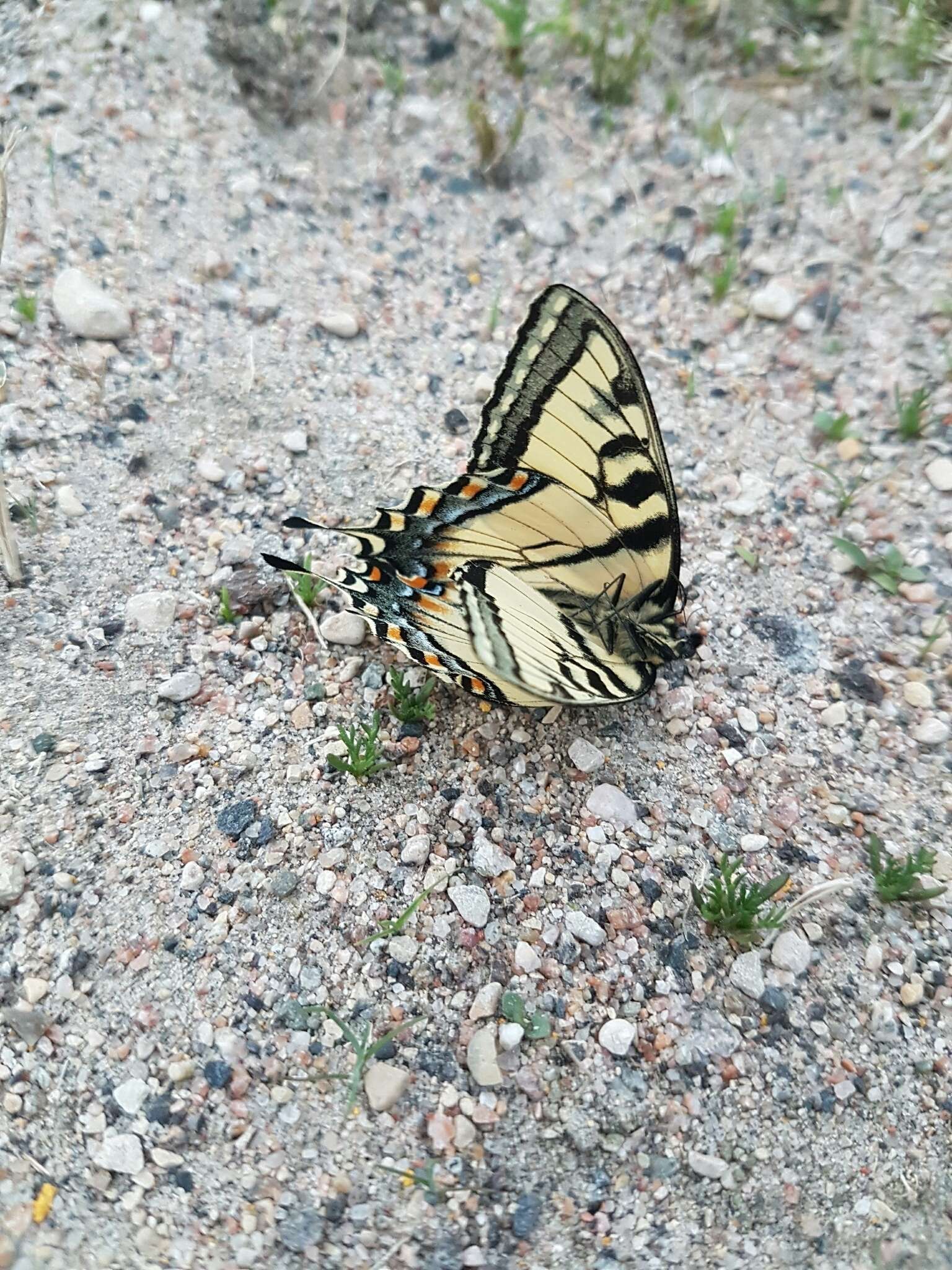 Image de Papillon tigré du Canada