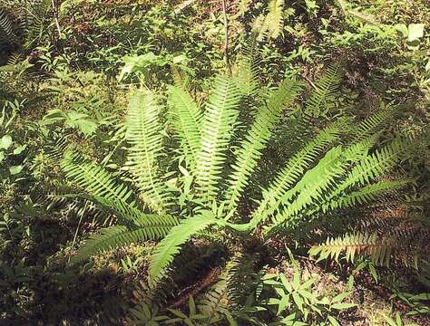 Image of western swordfern