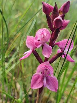 Image of Disa caffra Bolus