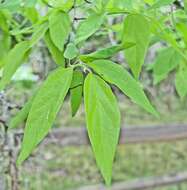 Image of Southern Hackberry