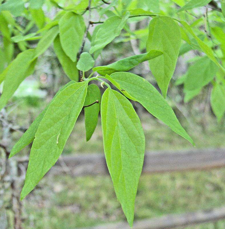 Celtis laevigata Willd.的圖片