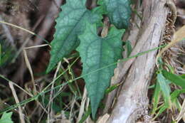 Image of Trichosanthes homophylla Hayata