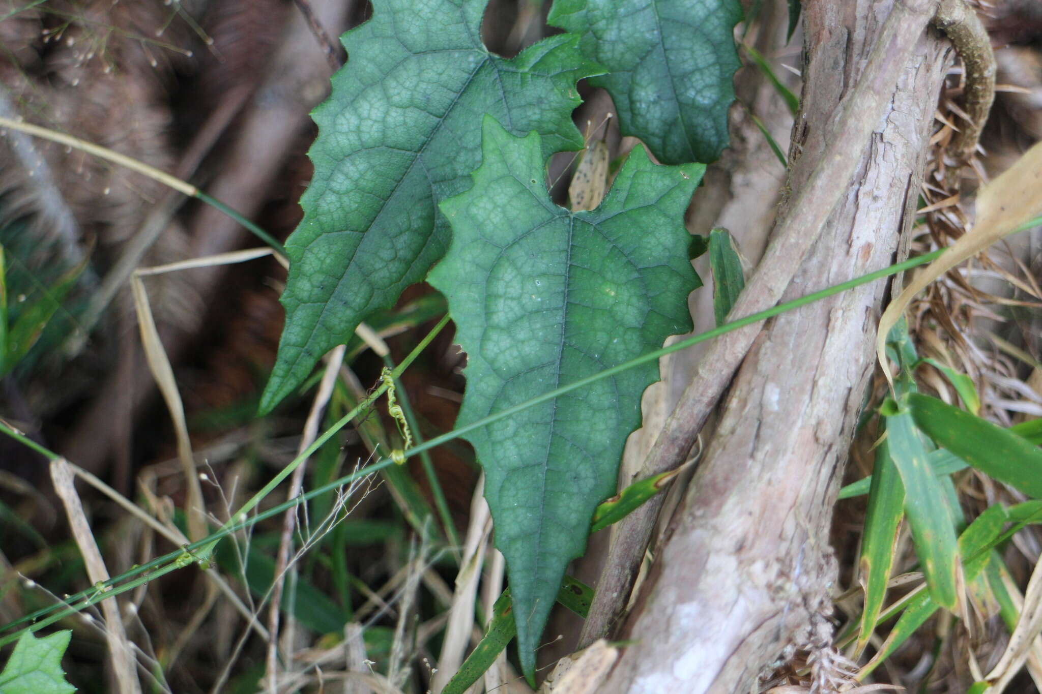 Image of Trichosanthes homophylla Hayata