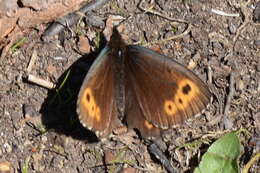 Image of Lapland Ringlet