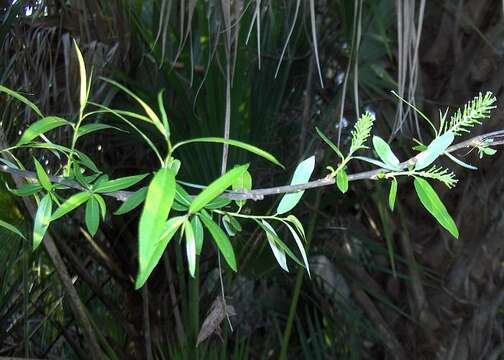 Image of coastal plain willow