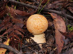 Image of Amanita ochrophylla (Cooke & Massee) Cleland 1924