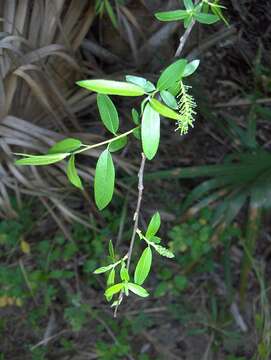 Image of coastal plain willow