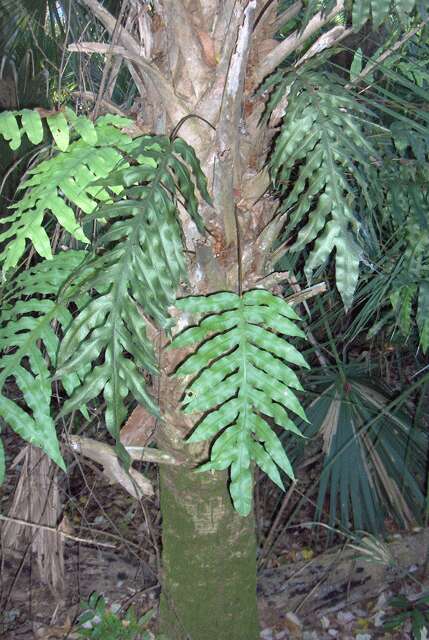 Image of golden polypody