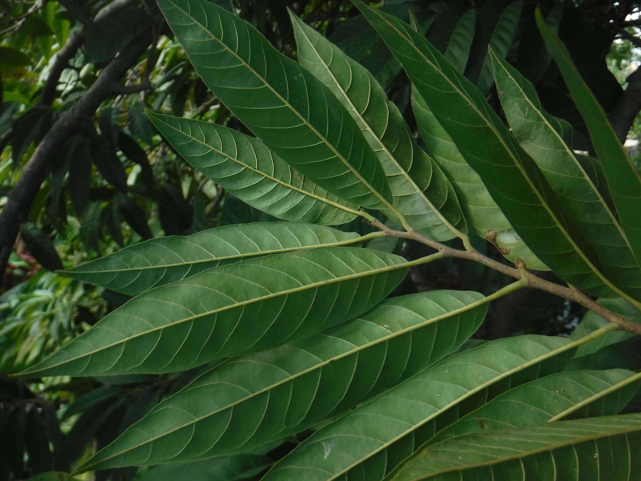 Слика од Annona reticulata L.