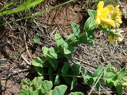 Sivun Hypericum aethiopicum subsp. aethiopicum kuva