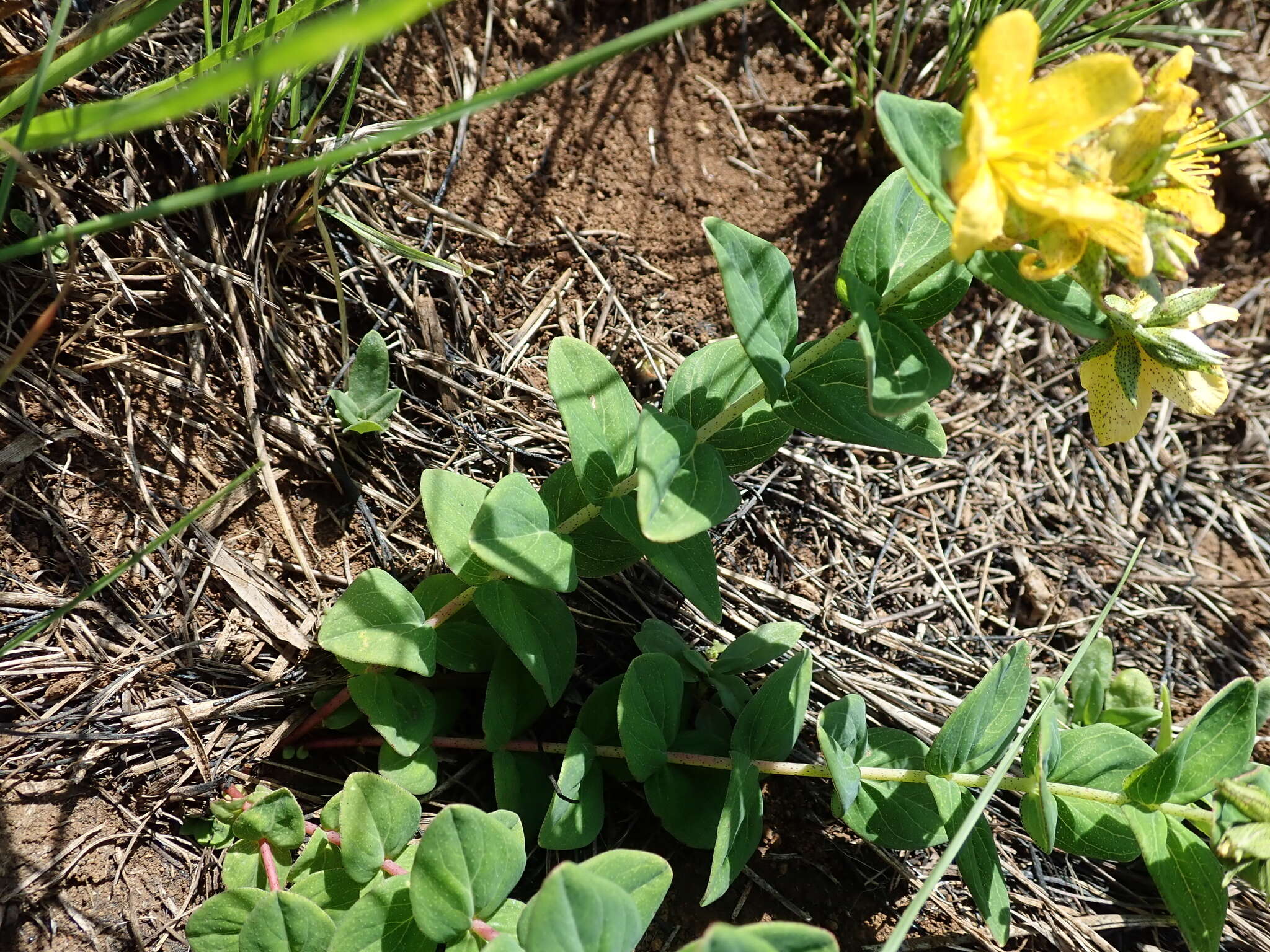 Image de Hypericum aethiopicum subsp. aethiopicum