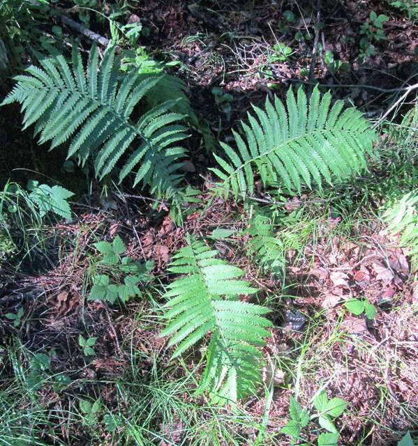 Image of ostrich fern