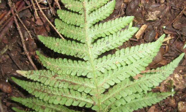 Image of Beech Fern