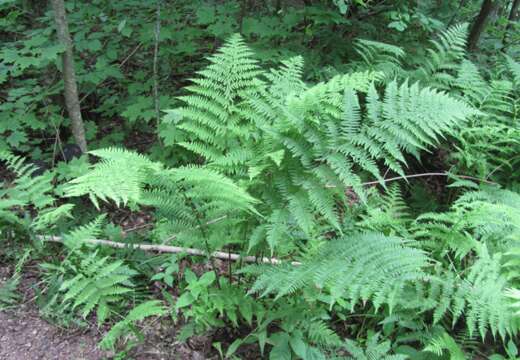 Image of Lady-fern