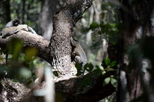 Image of Black-pencilled Marmoset