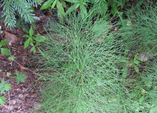 Image of Wood Horsetail