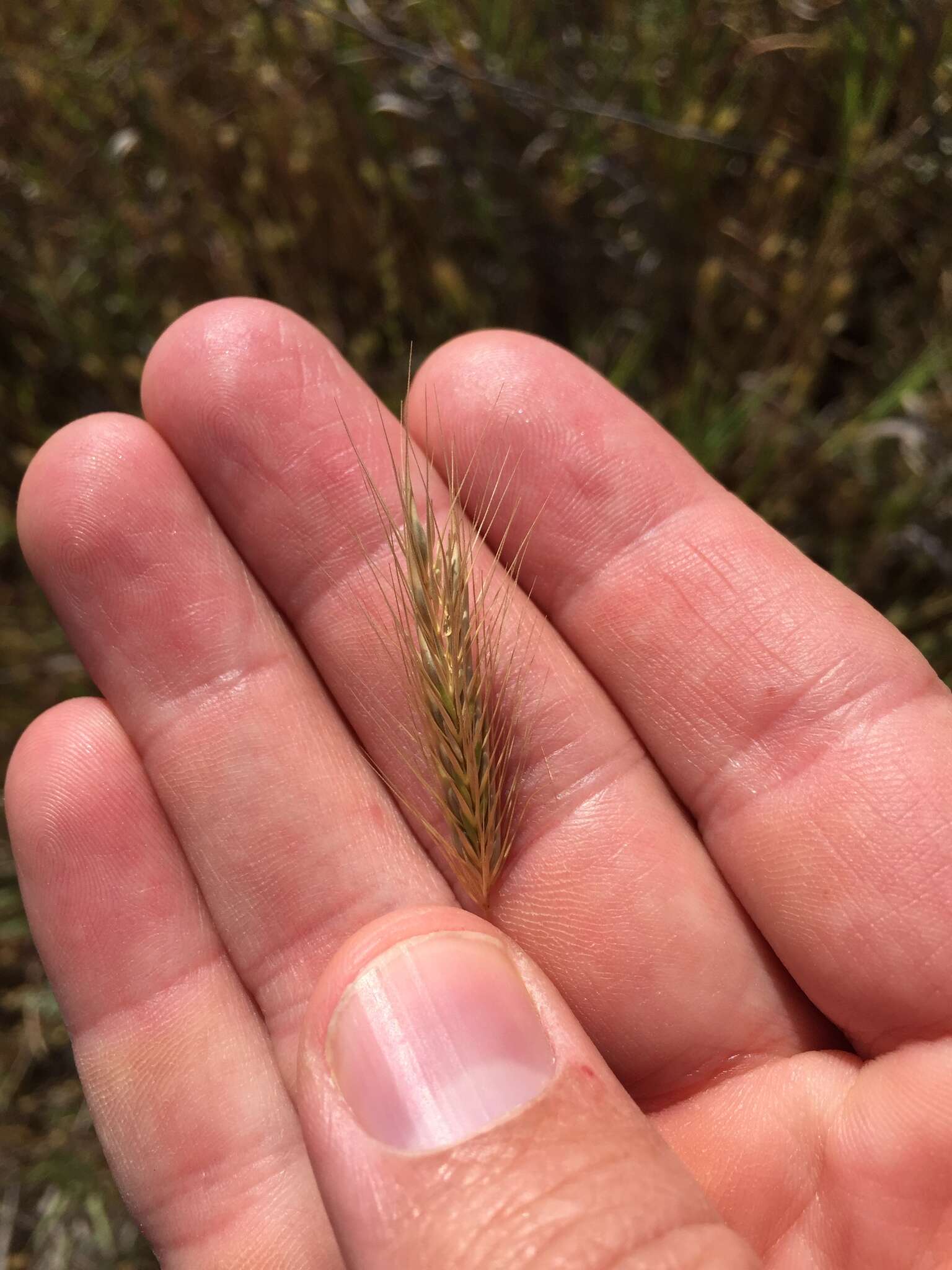 Hordeum depressum (Scribn. & J. G. Sm.) Rydb.的圖片