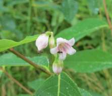 Image of flytrap dogbane