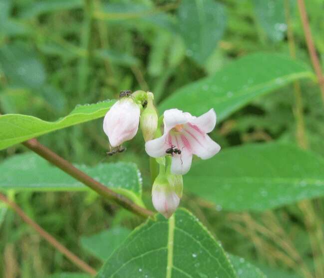 Image of flytrap dogbane