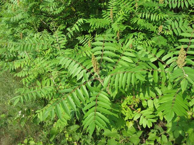 Image of staghorn sumac