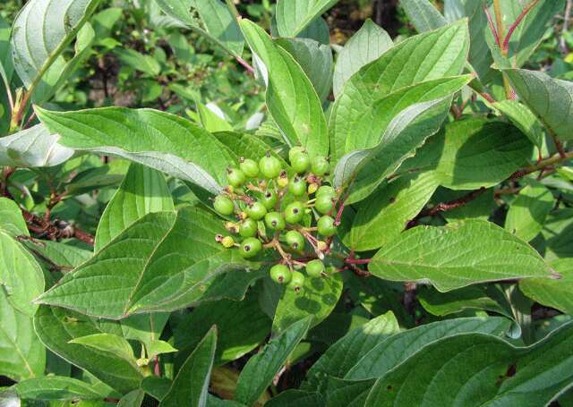 Image of redosier dogwood