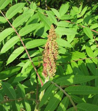 Image de Sumac vinaigrier