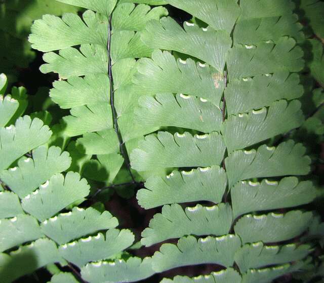 Image of Northern maidenhair fern