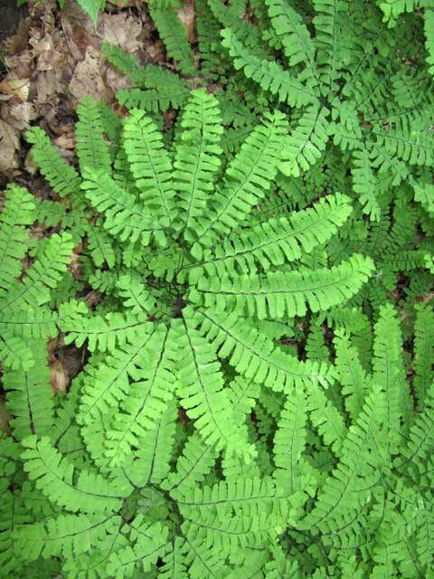 Image of Northern maidenhair fern