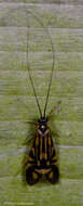 Image of Zebra Caddisfly