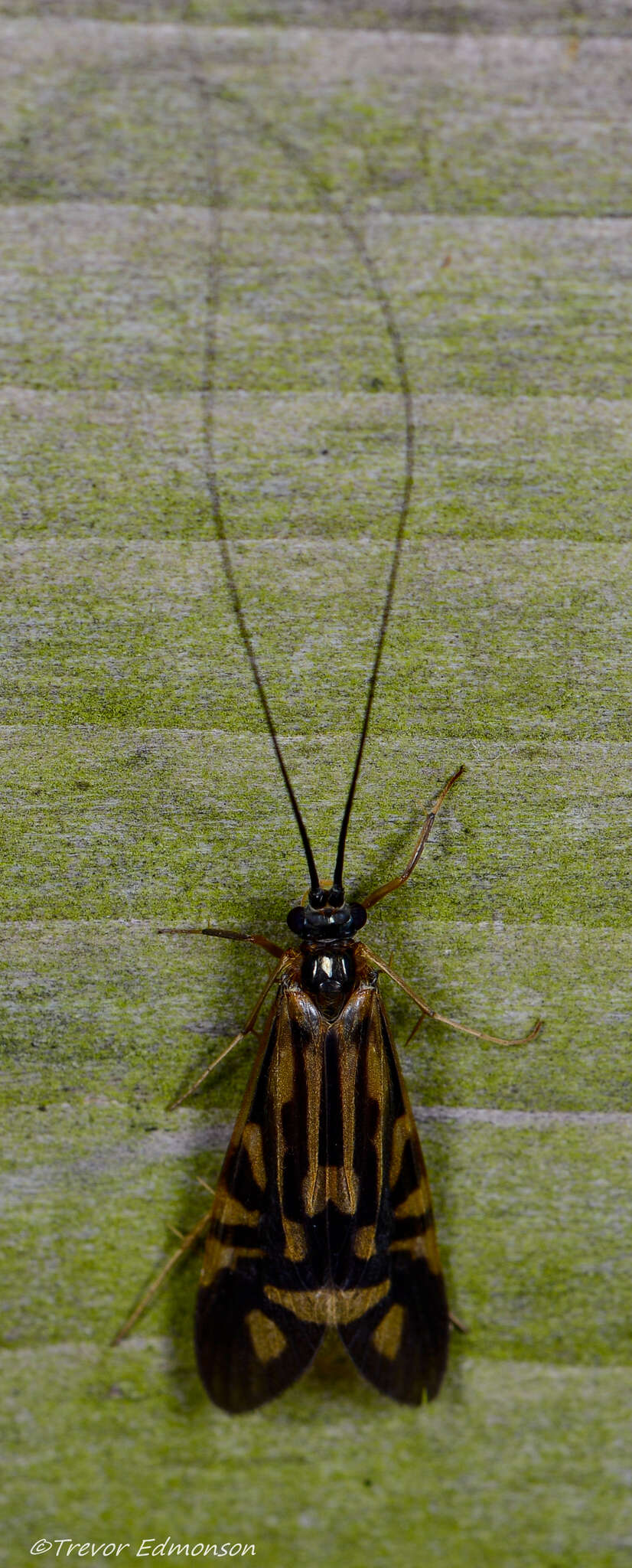 Image of Zebra Caddisfly