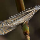 Image of Glyphipterix gypsonota Turner 1926