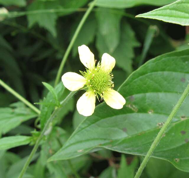 Image of white avens