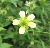 Image de Geum canadense Jacq.