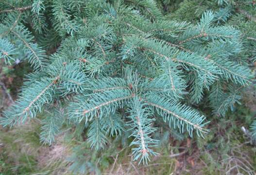 Image of Canadian Spruce