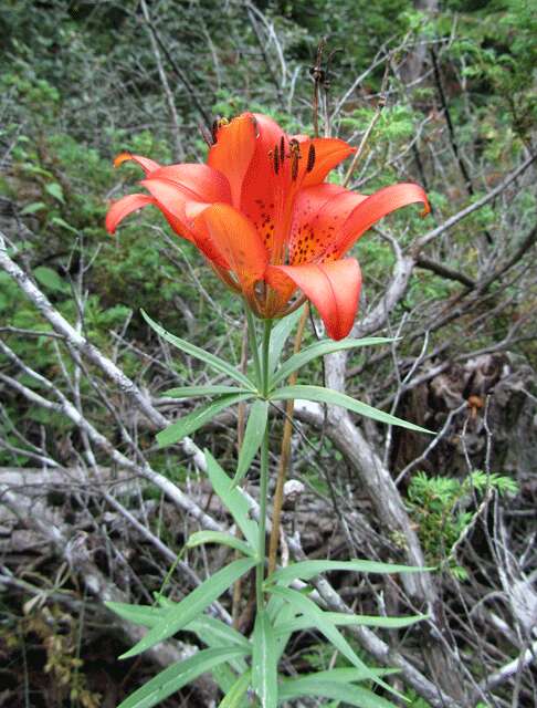 Lilium philadelphicum L. resmi