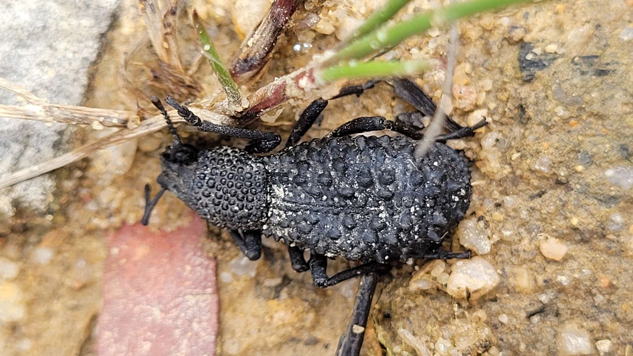 Image of Talaurinus verrucosus MacLeay & W. S. 1865