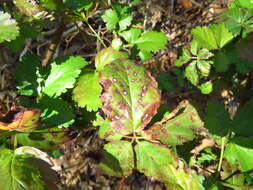 Image of Sphaerulina westendorpii (Westend.) Verkley, Quaedvl. & Crous 2013