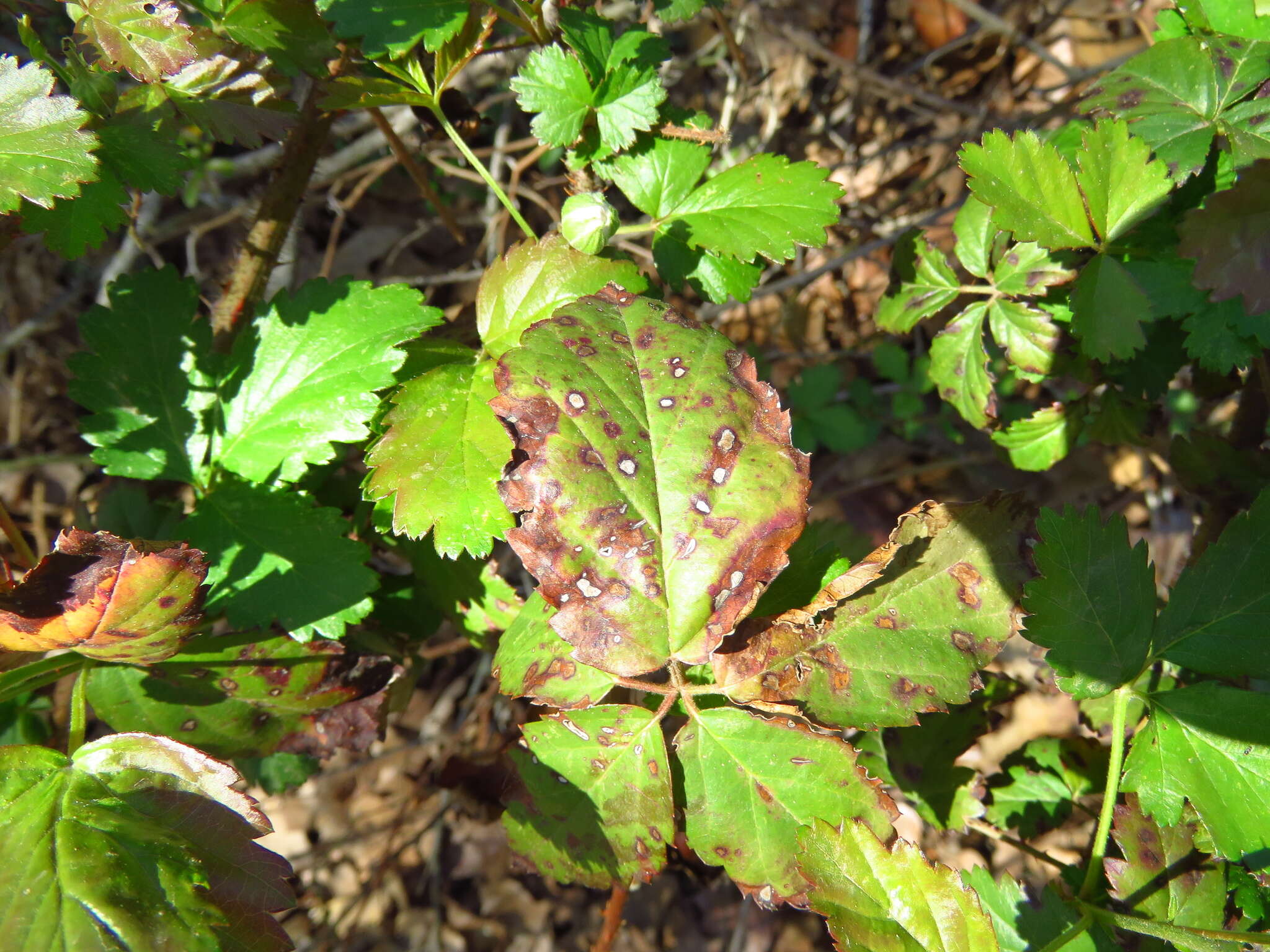 Image of Sphaerulina westendorpii (Westend.) Verkley, Quaedvl. & Crous 2013