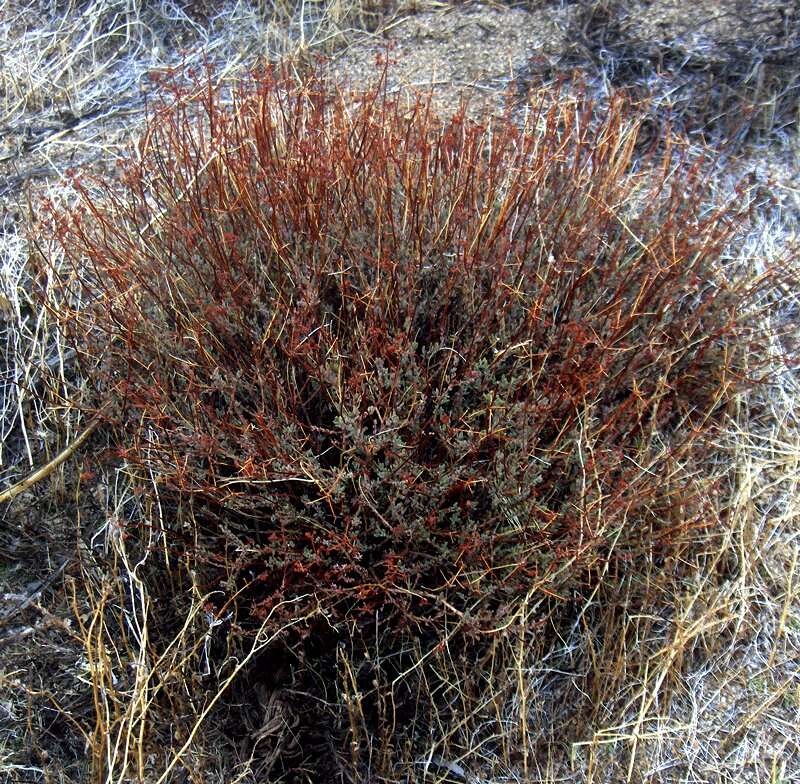 Imagem de Eriogonum fasciculatum Benth.